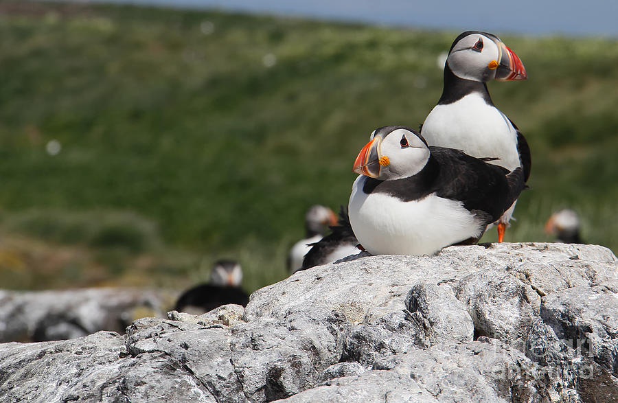 Puffins Photograph