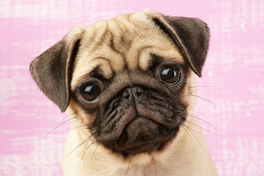 Pug Portrait #1 Photograph by MGL Meiklejohn Graphics Licensing