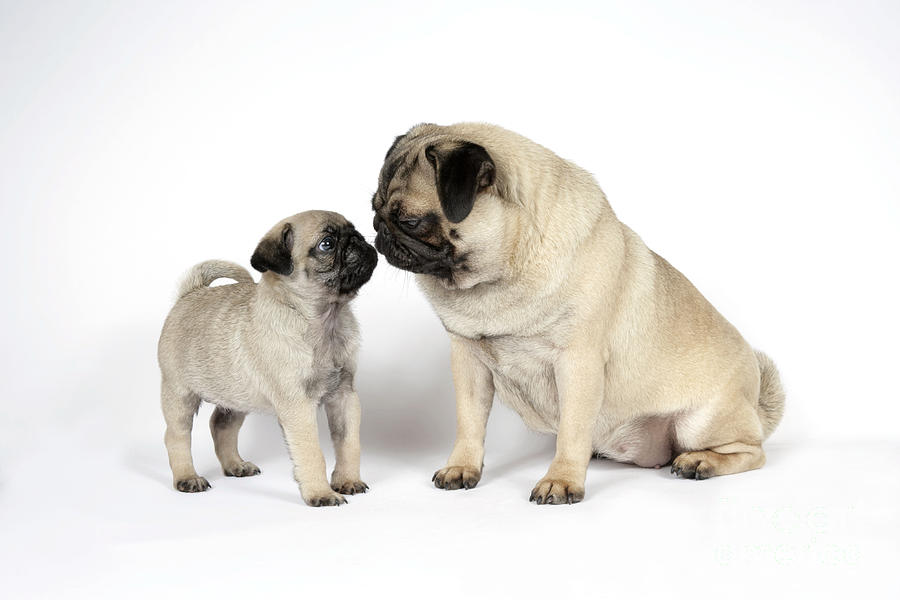 Pug With Puppy Dog #1 Photograph by John Daniels