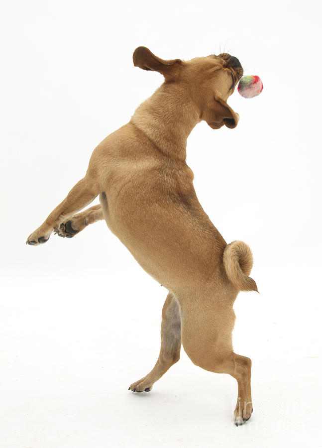Puggle Catching A Ball #2 Photograph by Mark Taylor