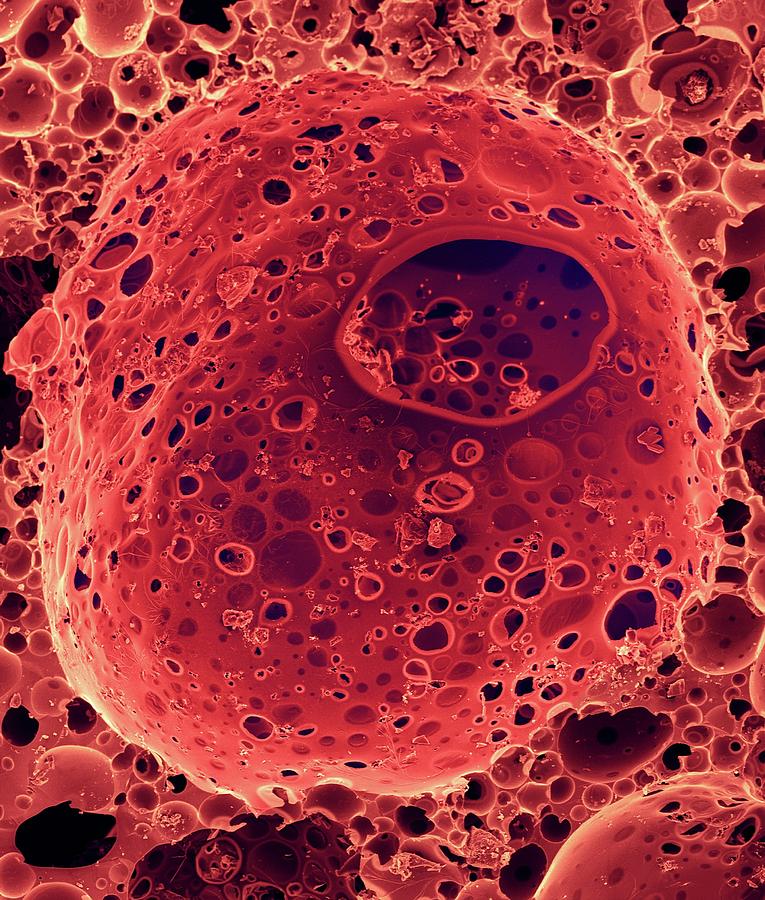 Pele Photograph - Pumice Lava #1 by Dennis Kunkel Microscopy/science Photo Library