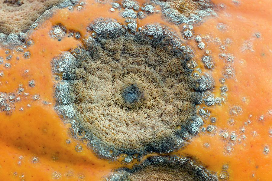 Pumpkin Black Rot #1 Photograph by Science Photo Library Pumpkin Black Rot #1 Photograph by Science Photo Library