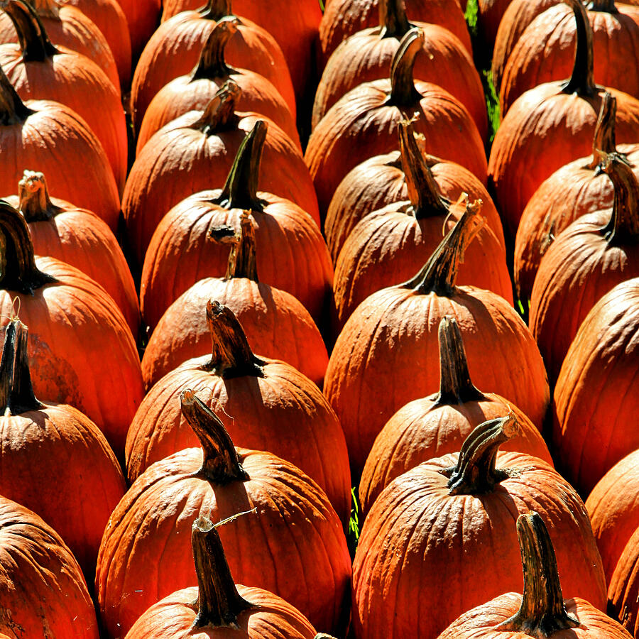 Pumpkin Photograph by DJ Florek