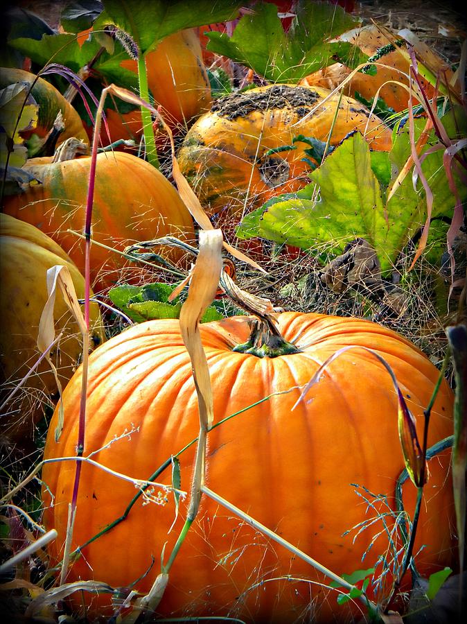 Pumpkin Patch #1 Photograph by Michelle Frizzell-Thompson