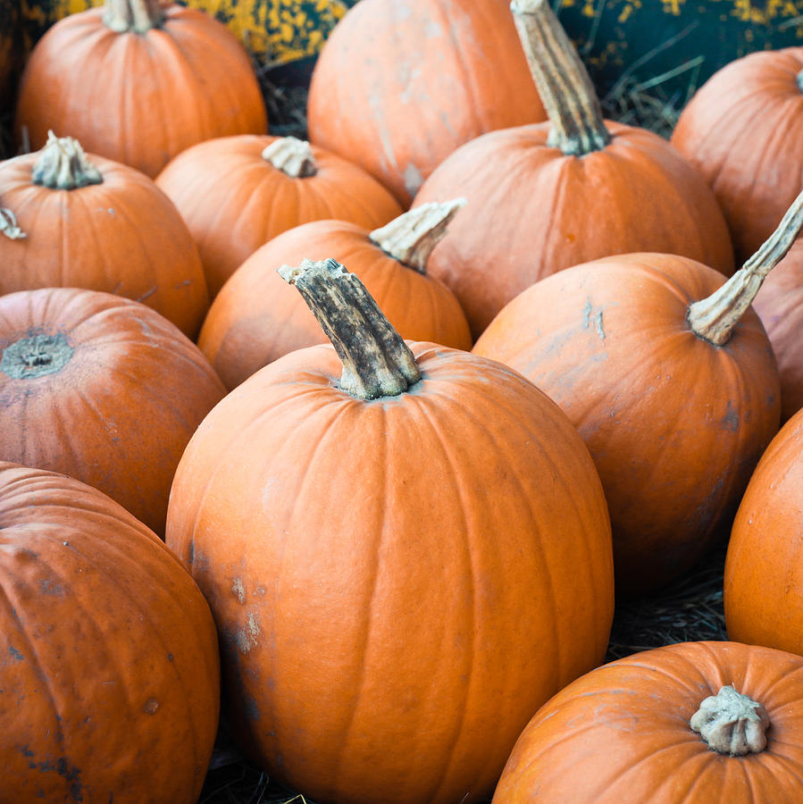 Fall Photograph - Pumpkins #1 by Tom Gowanlock