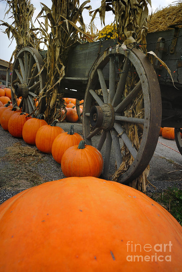 Fall Photograph - Pumpkins with Old Wagon #1 by Amy Cicconi