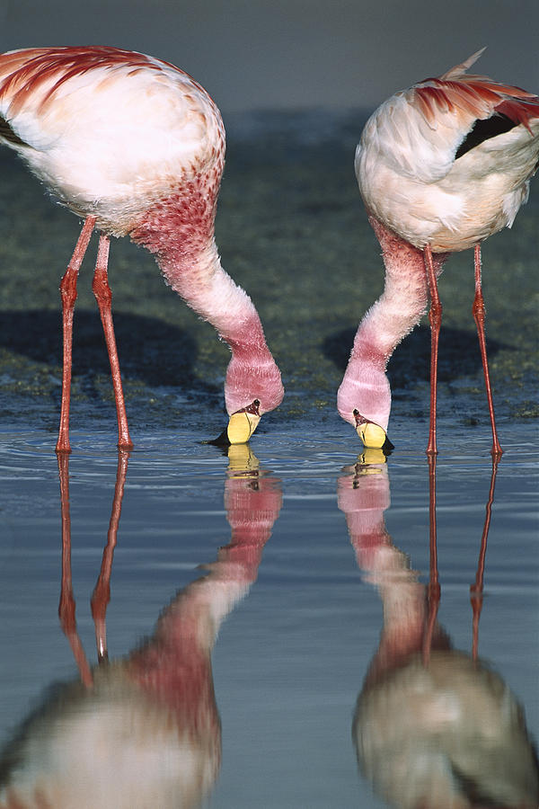 Puna Flamingo Feeding In Laguna #1 Photograph by Tui De Roy