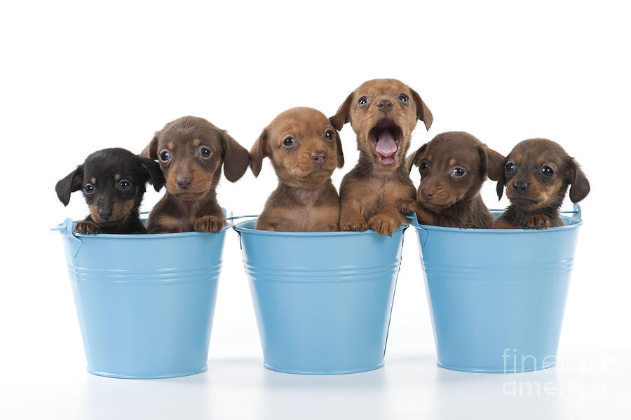 Puppies In Buckets Photograph by John Daniels | Fine Art America