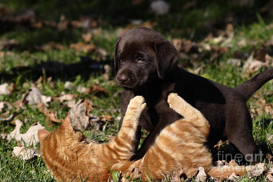 Puppy And Kitten #1 Photograph by Linda Freshwaters Arndt