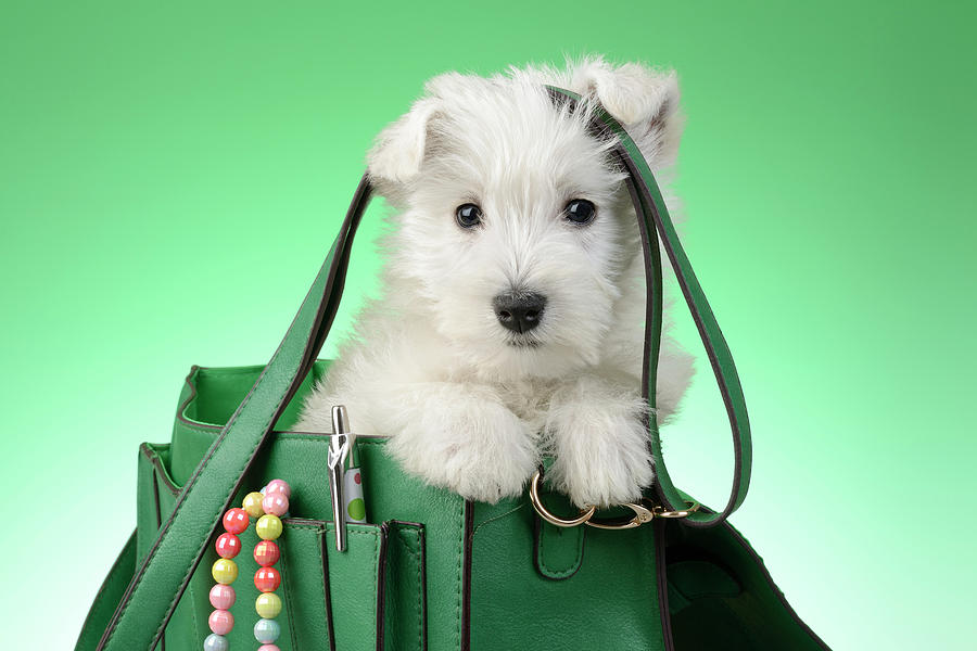Puppy Painting - Puppy Green Bag 2 by MGL Meiklejohn Graphics Licensing Puppy Painting - Puppy Green Bag 2 by MGL Meiklejohn Graphics Licensing