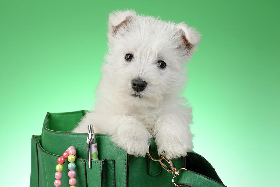 Handbag Painting - Puppy Green Bag #2 by MGL Meiklejohn Graphics Licensing