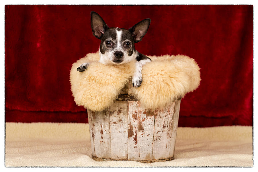 Puppy in the bucket  #1 Photograph by Marzena Grabczynska Lorenc