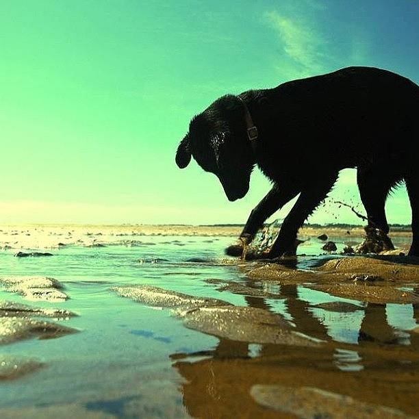 Beach Photograph - #puppy#labradoor#beach #1 by Phil Day