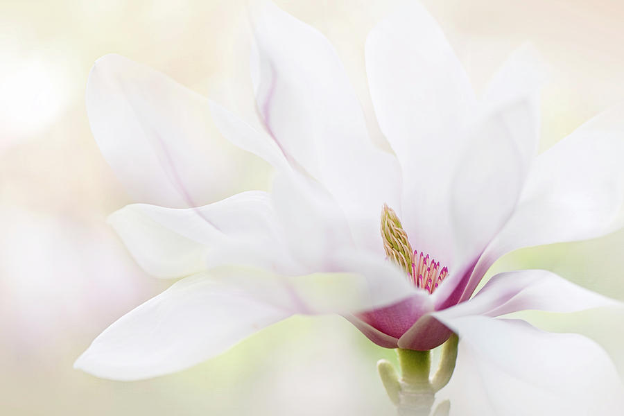 Magnolia Movie Photograph - Purity #1 by Jacky Parker
