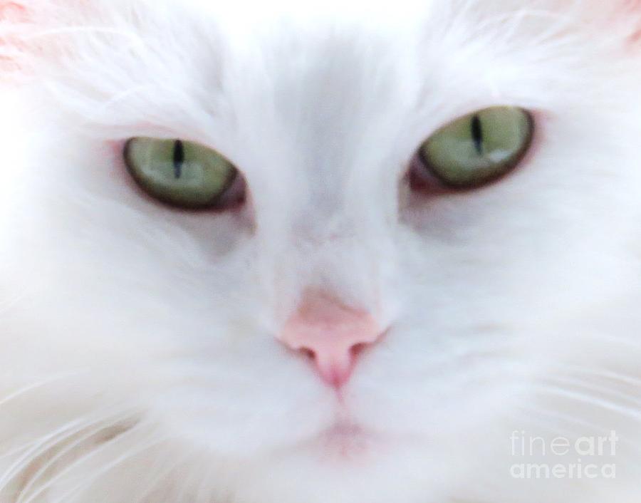 Cat Photograph - Purity #1 by Judy Via-Wolff