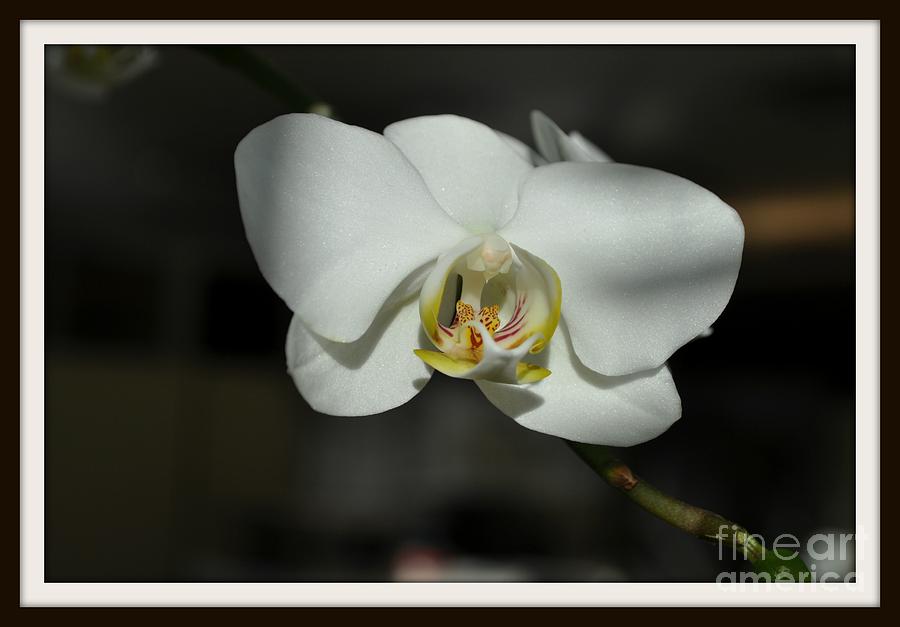 Orchid Photograph - Purity #1 by Nona Kumah