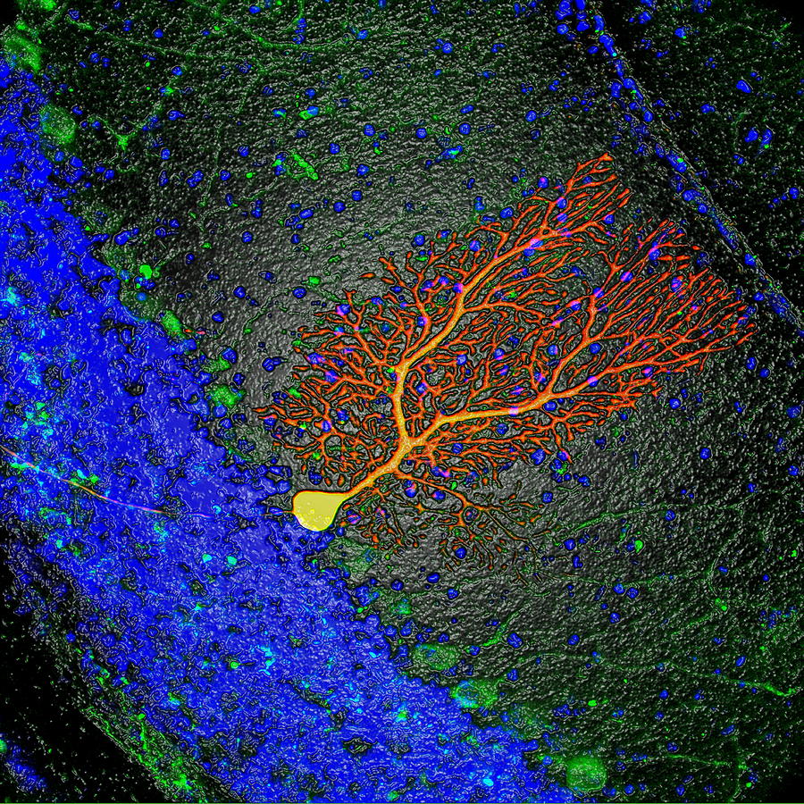 Purkinje Nerve Cell #1 Photograph by David Becker