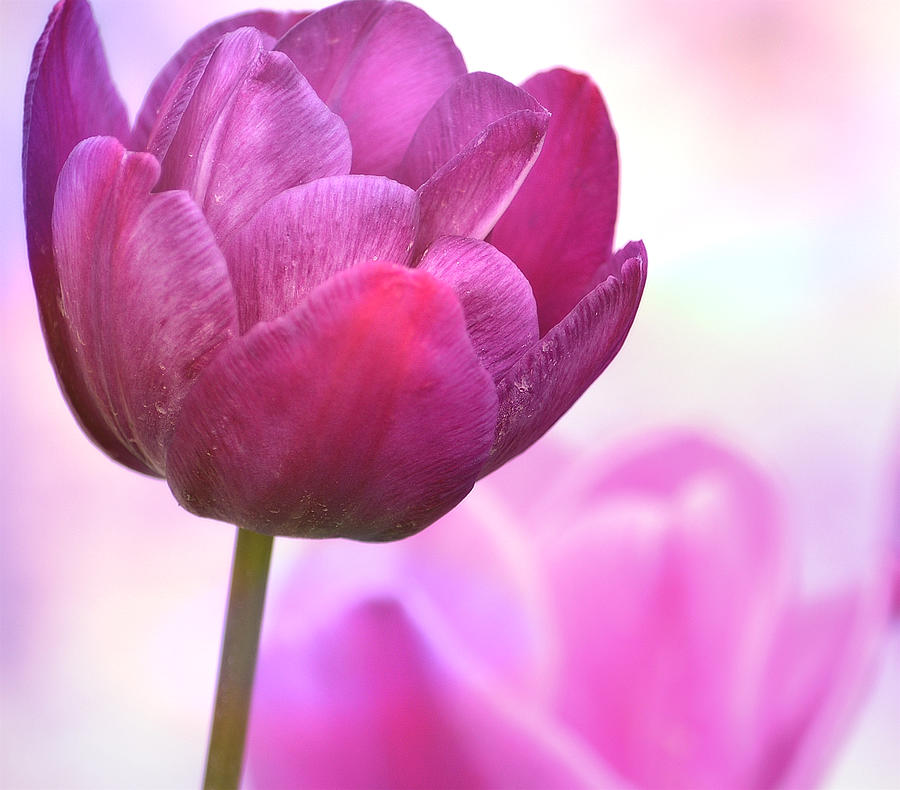 Purple and Pink Tulips Photograph by Joan Han