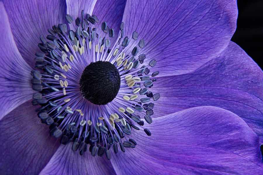 Purple Anemone #1 Photograph by Ann Garrett