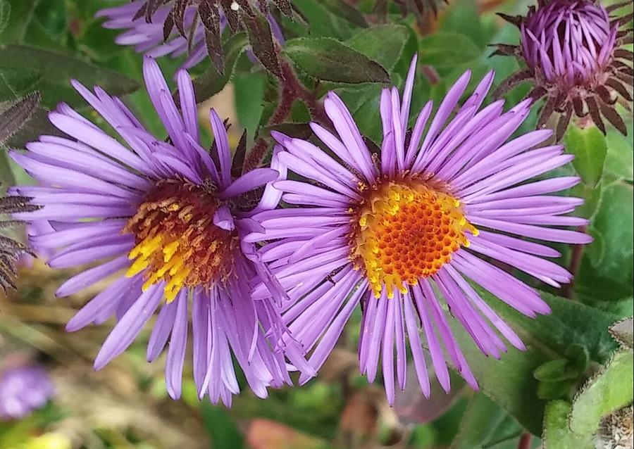 Nature Photograph - Purple Aster 2 #1 by The Little Owl Gallery