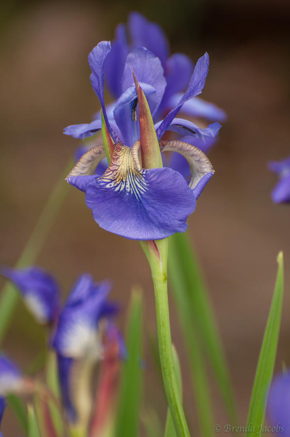 Purple Bearded Iris #1 Photograph by Brenda Jacobs