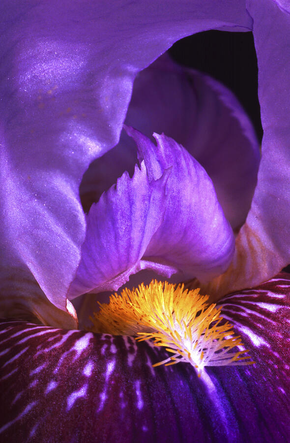 Purple Bearded Iris #1 Photograph by Paul W Faust -  Impressions of Light