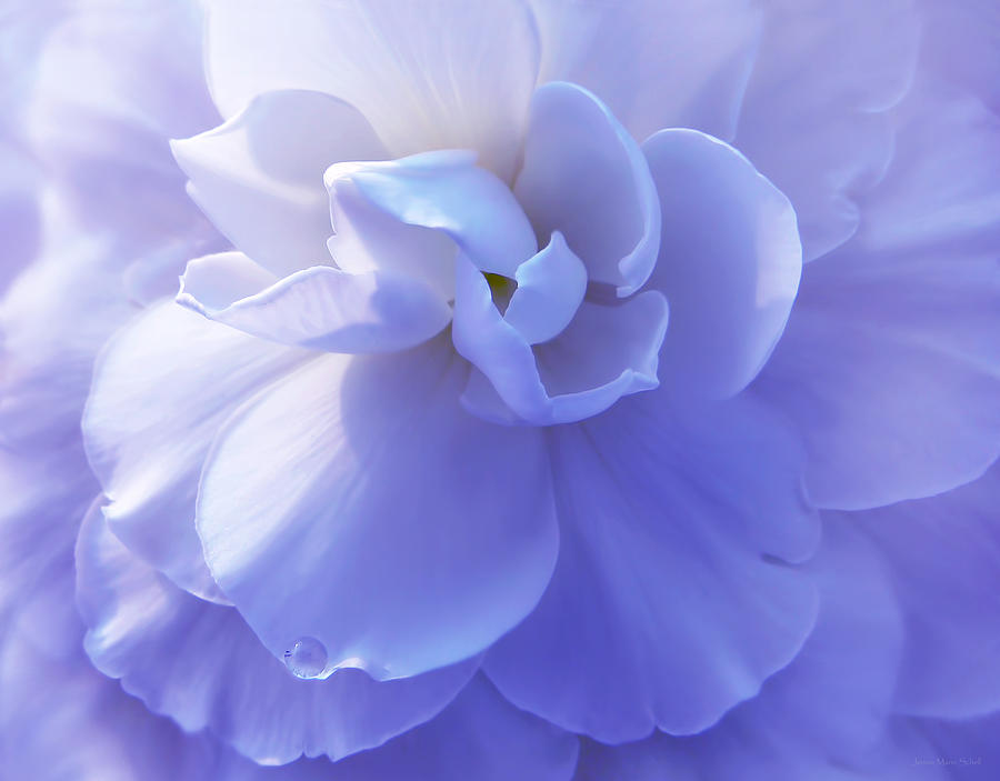 Flowers Still Life Photograph - Purple Begonia Flower by Jennie Marie Schell