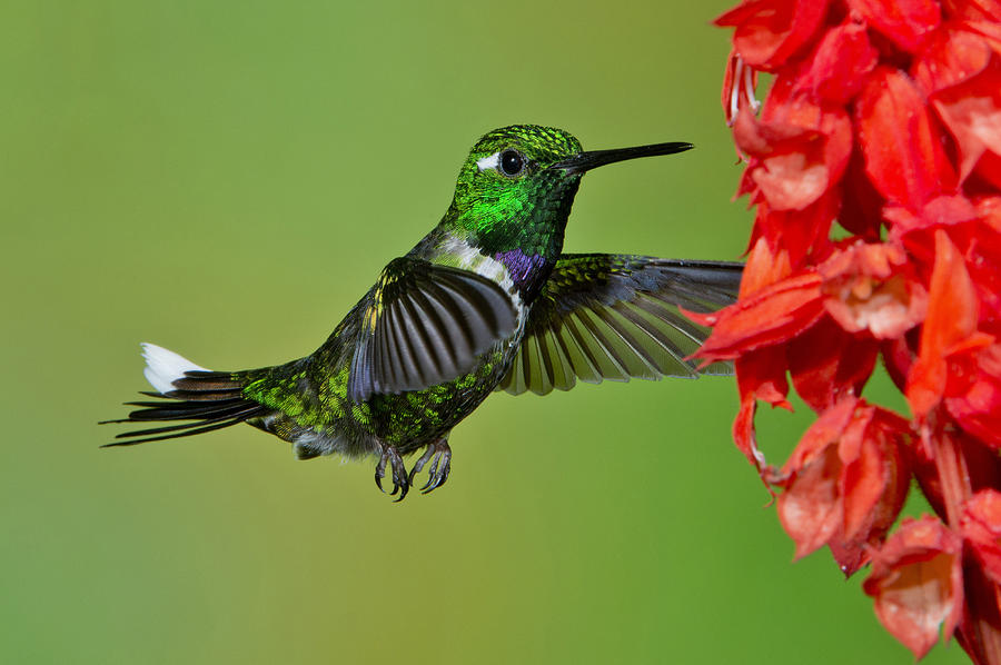 Purple-bibbed Whitetip Photograph by Anthony Mercieca | Fine Art America