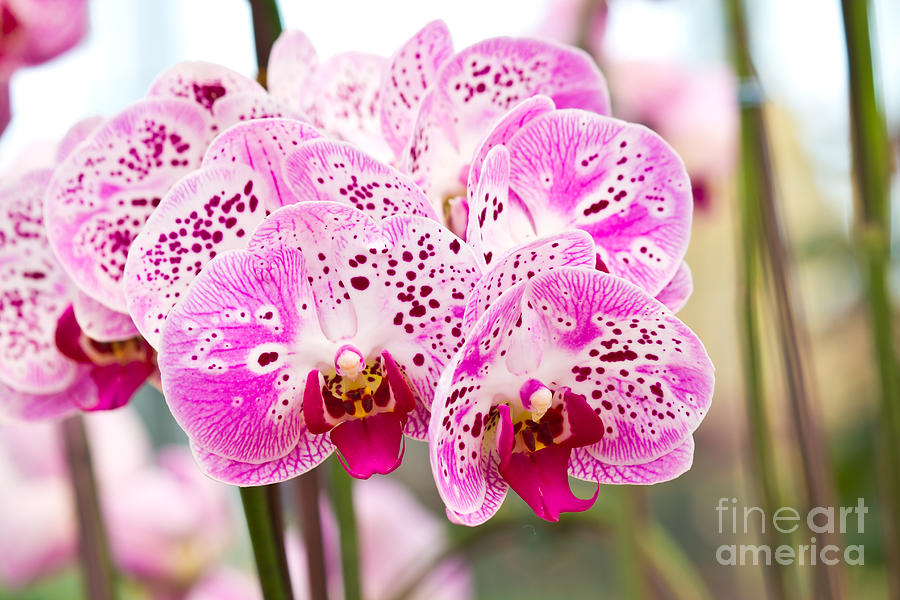 Purple butterfly orchids #1 Photograph by Tosporn Preede