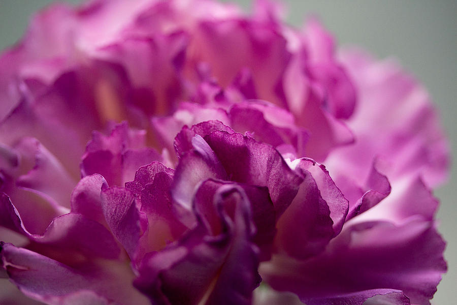 Purple carnation #1 Photograph by Susan Jensen