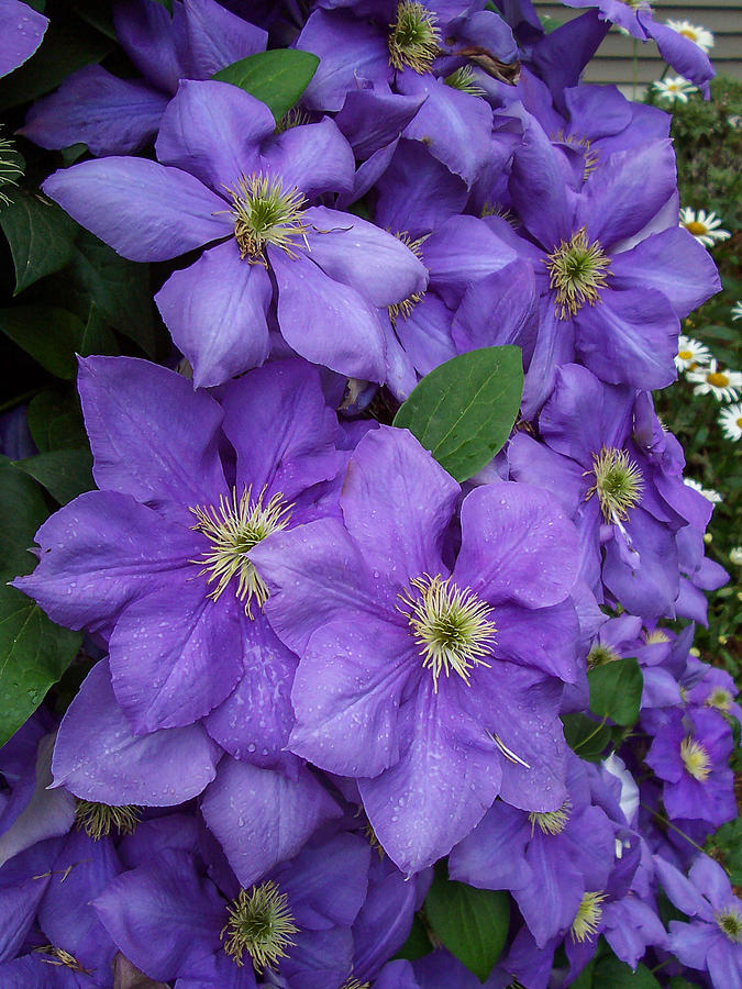 Purple Clematis Photograph by Amy Porter - Fine Art America