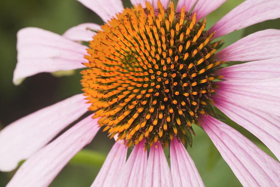 Purple Cone Flower Echinacea #1 Photograph by Keith Webber Jr