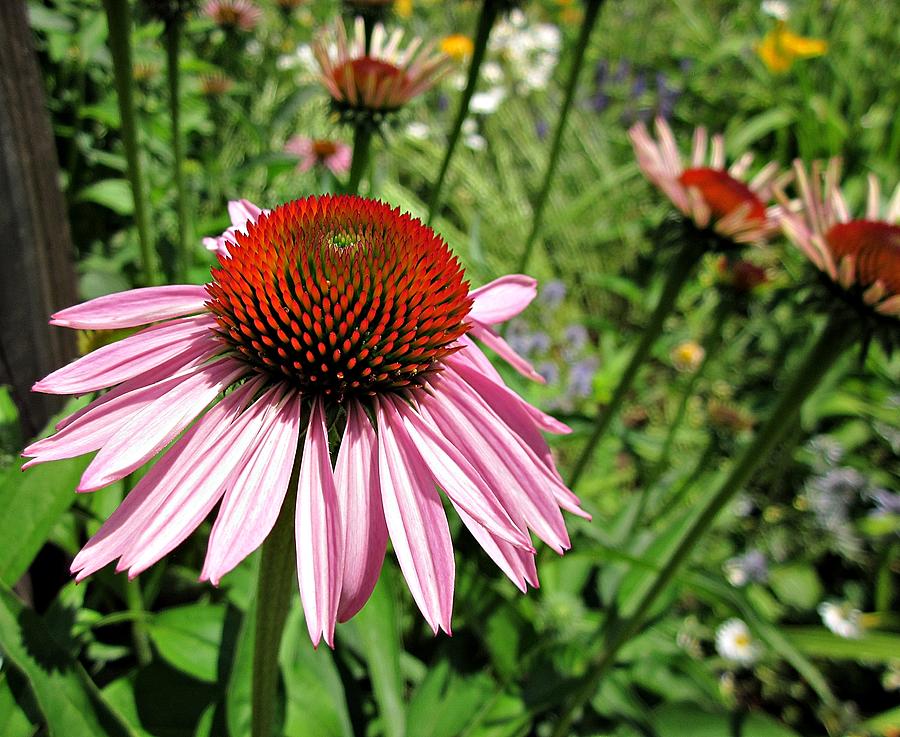 Purple Coneflower #1 Photograph by MTBobbins Photography