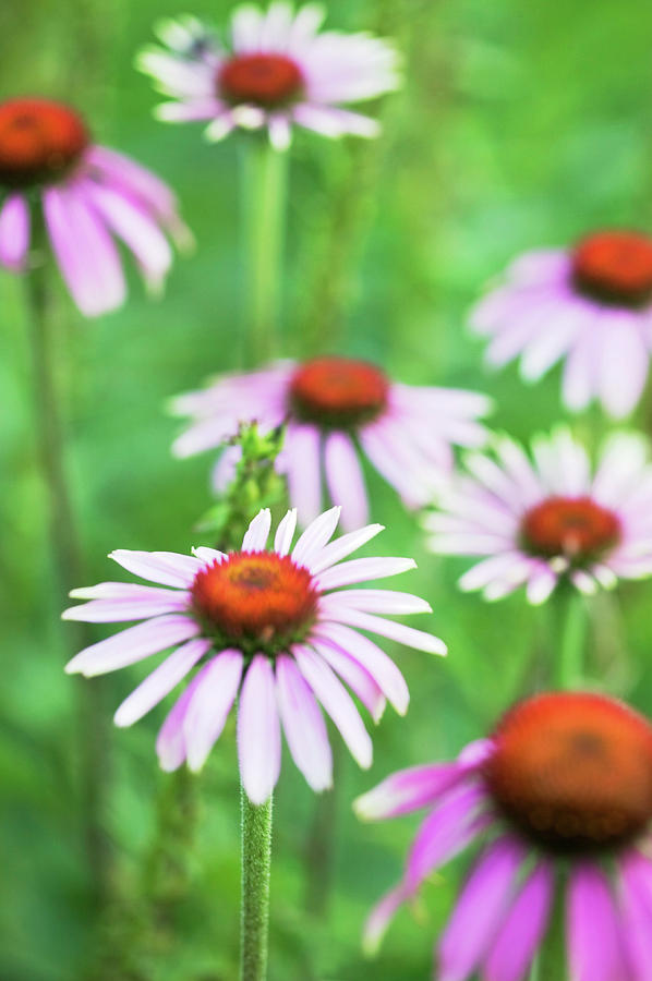 Purple Coneflowers (echinacea Sp.) Photograph by