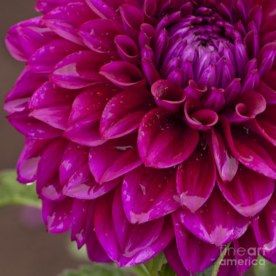 Flowers Still Life Photograph - Purple Dahlia with Water Drops #1 by M J