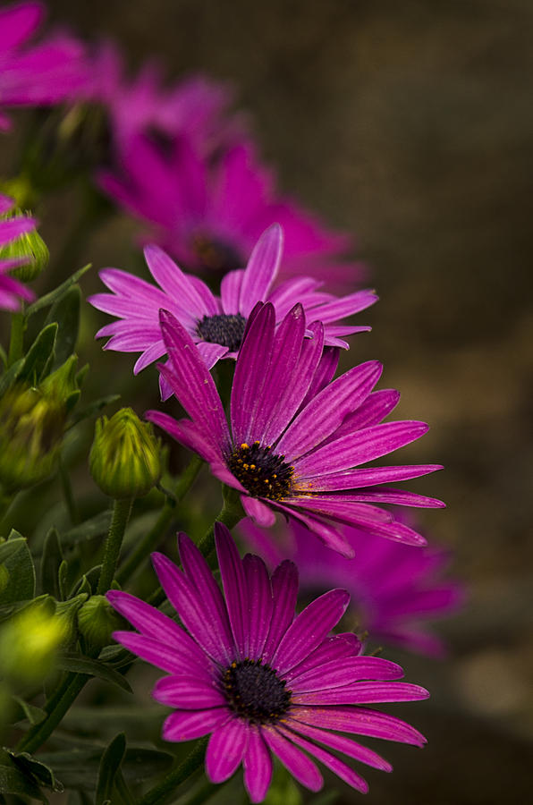 Flower Photograph - Purple Daisies  #2 by Saija Lehtonen