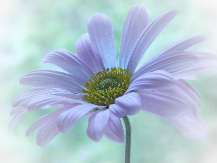 Purple Daisy #1 Photograph by Nina Bradica