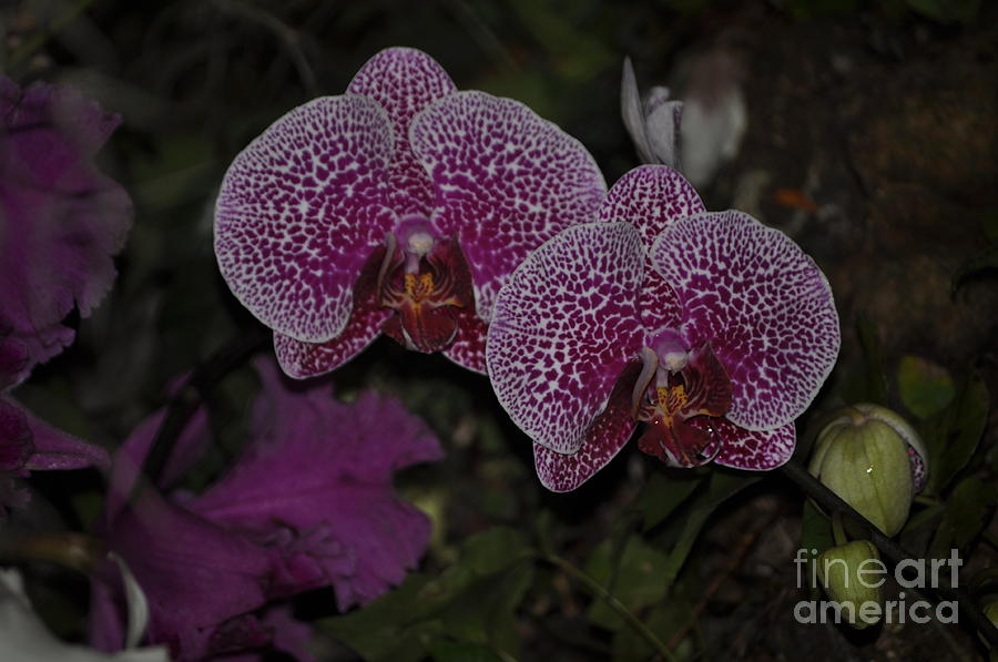 Orchid Photograph - Purple Delight #2 by Nona Kumah