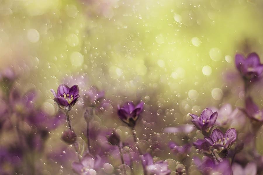 Flower Photograph - Purple Dream #1 by Delphine Devos