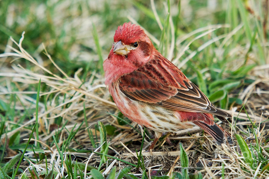 Purple Finch Male #1 Photograph by Linda Freshwaters Arndt