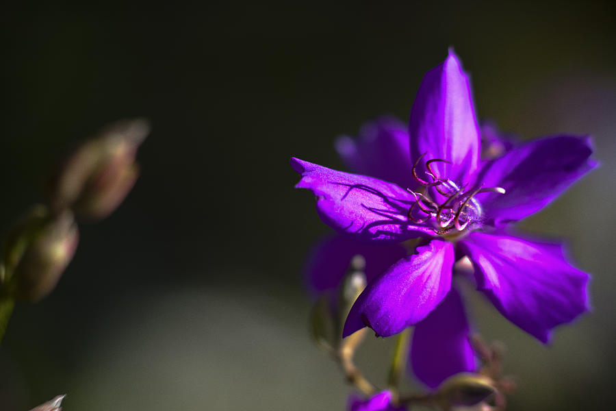 Purple Flower #1 Photograph by Bradley R Youngberg