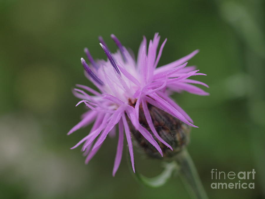Purple Flower Photograph - Purple Flower #1 by Frank Piercy