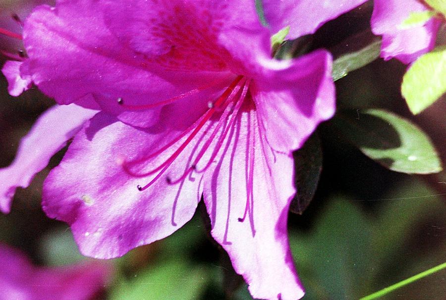 Flower Photograph - Purple flower #1 by Karl Rose
