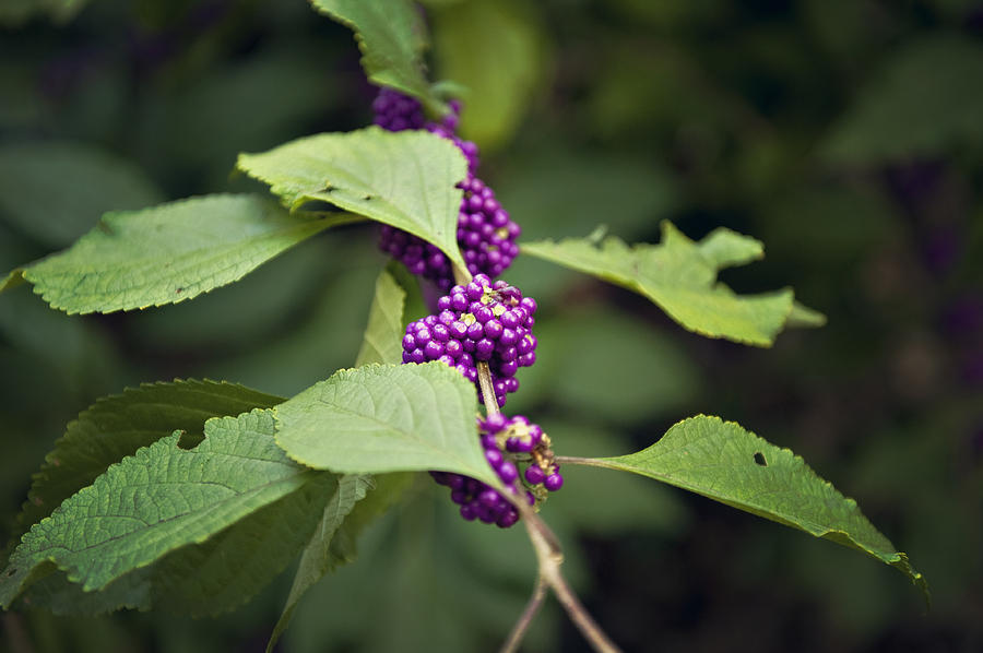 Nature Photograph - Purple Flower #1 by Malania Hammer
