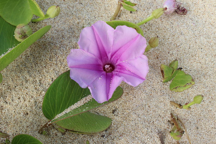 Nature Photograph - Purple Flower #1 by Michael Kim