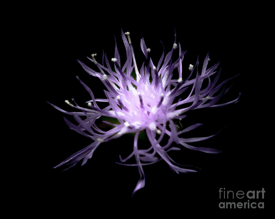 Purple Flower #1 Photograph by Ronald Grogan