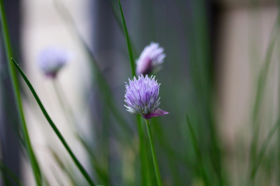 Purple flower #1 Photograph by Susan Jensen