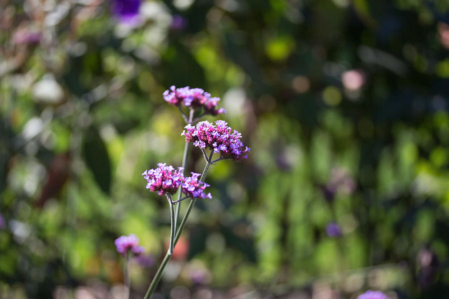 Purple flower #1 Photograph by Susan Jensen