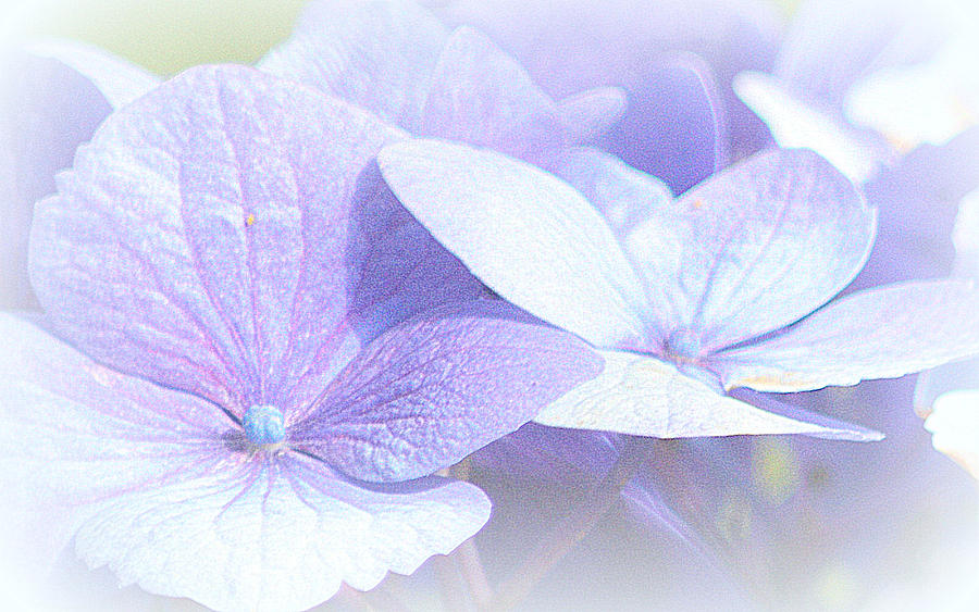 Purple Hydrangea II Photograph by Joan Han