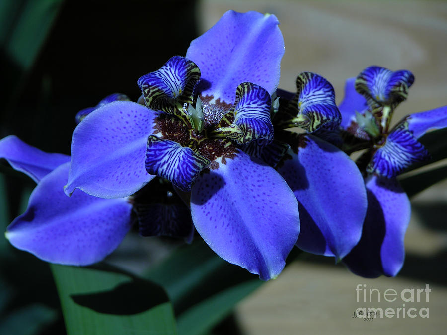 Purple Iris 2 Photograph by Julianne Felton